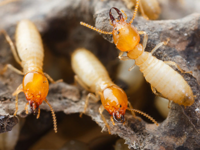 Termites Control Treatment